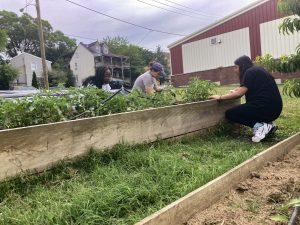 rellis for Tomorrow’s SEED Skills crew cares for tomato plants at the Hobart’s Run garden.-Photo courtesy of Trellis for Tomorrow.