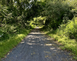 A view of the Schuylkill River Trail with trees overhanging the gravel trail surface.