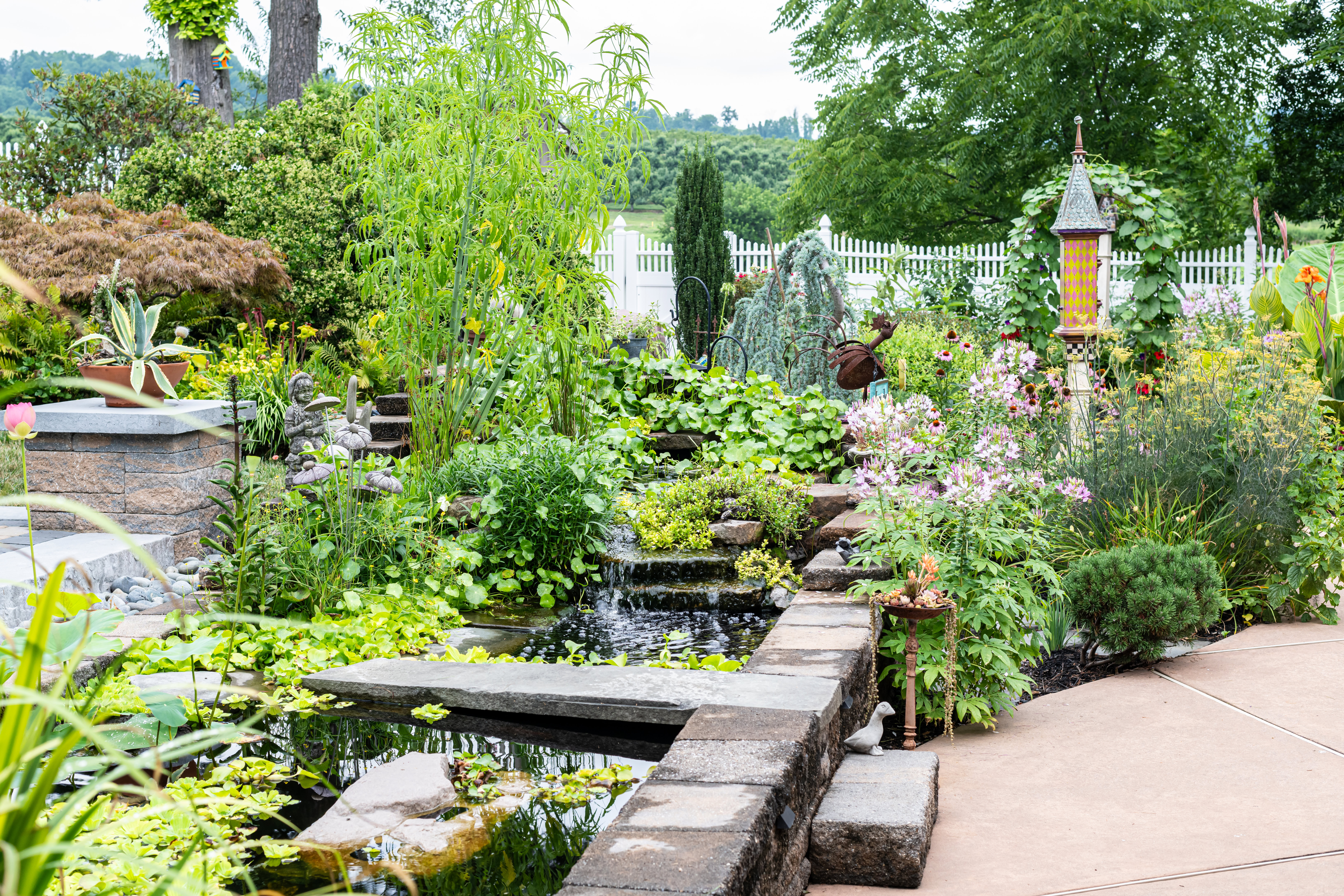 2025 pond garden